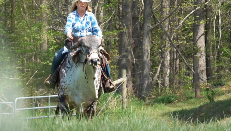 Saddle Up, Buttercup: The Brahman Bull Who Became a Dream Ride
