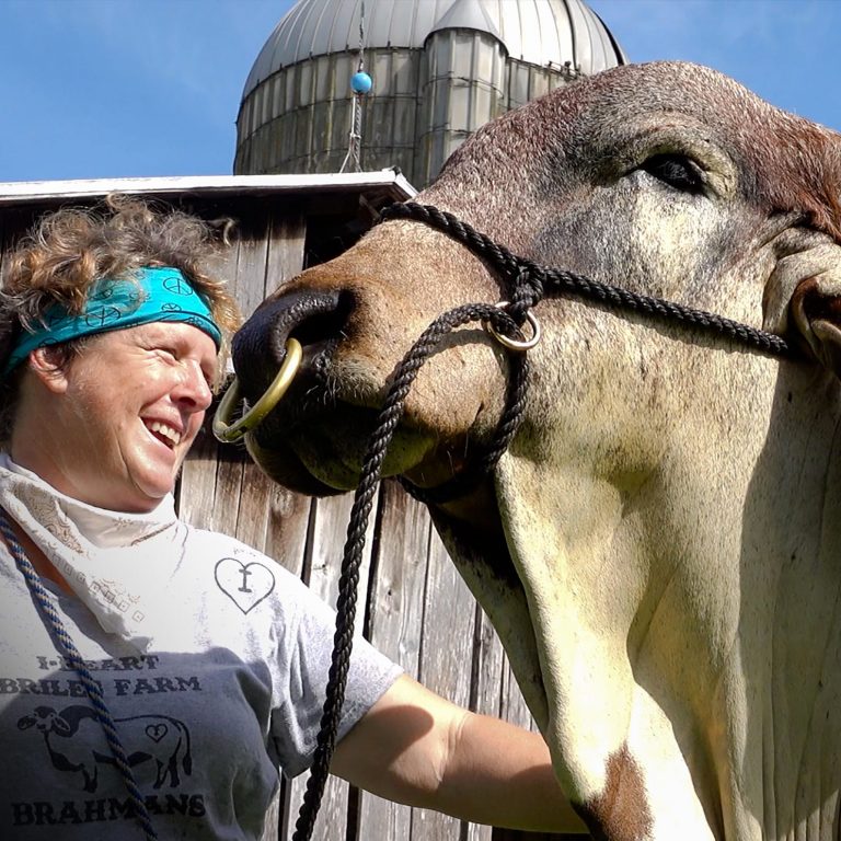 Red Brahmans and Rural Dreams: A Woman’s Mission to Raise Gentle Giants