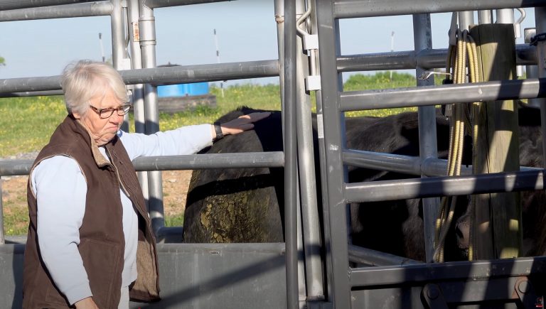 Rethinking Humane Farming: What One Small Cow Named Ralphie Can Teach Us About Agriculture