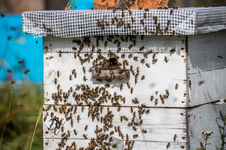 Viruses from Miticide-Resistant Mites Linked to Massive U.S. Honey Bee Die-Offs