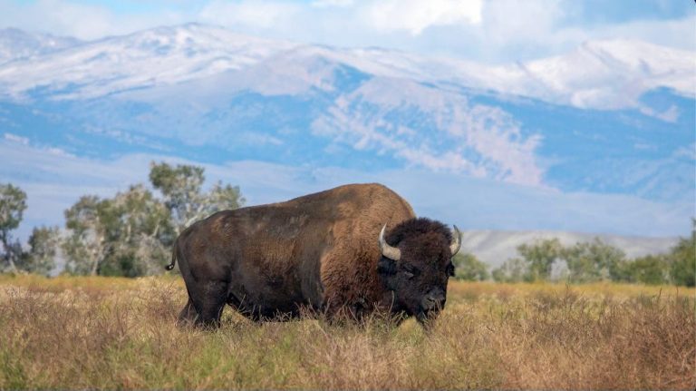 Where the Buffalo Return: Behind the Scenes on the Wind River Reservation