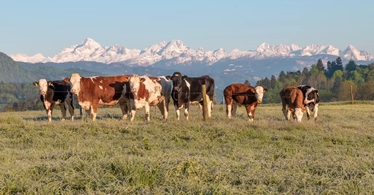 They Tried to Feed Their Cattle. Now the Government wants them in jail.