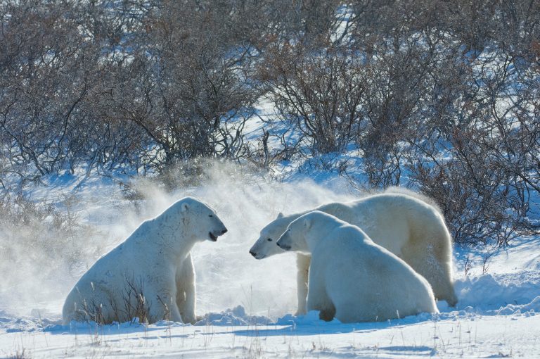 Polar Bears Aren’t Dying — They’re Thriving!
