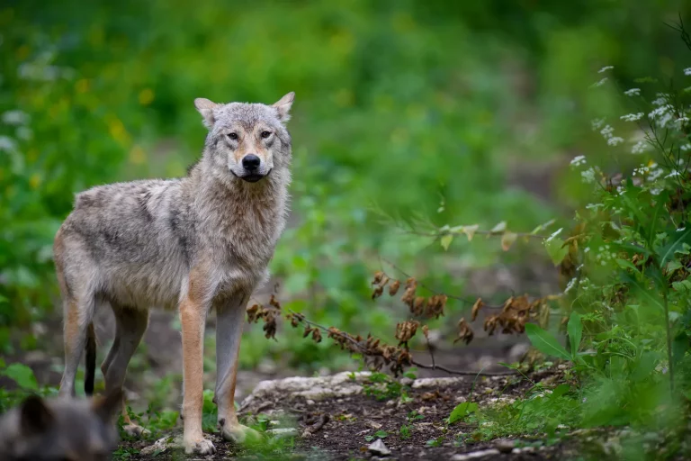 Wolves, Wounds, and Broken Promises: How Colorado’s Mismanaged Reintroduction Is Hurting Ranchers