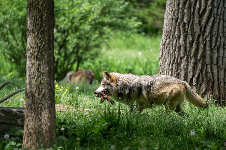 California’s Wolves Are Thriving—But at What Cost to Ranchers?