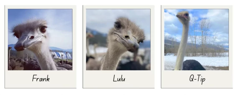 Why Saving 400 Ostriches in B.C. Is a Matter of Science, Sovereignty, and Sanity