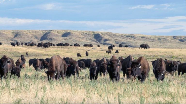 Behind the Scenes at West Bijou Ranch: Where Bison, Cameras, and Conservation Collide