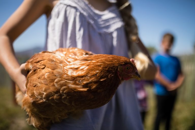 Illinois’ Chicken Bill Is a Win for Food Freedom and Farm Families