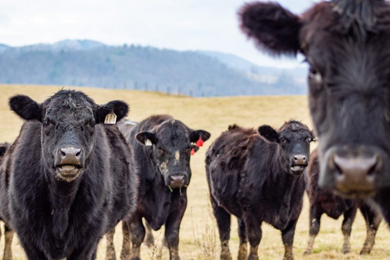 Cattle in Pasture