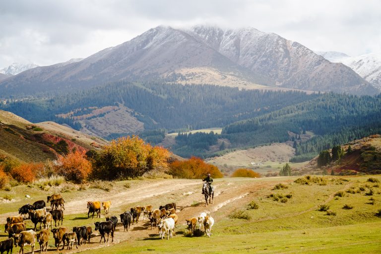 Colorado Pays Ranchers To Let Livestock Die—What Is The Real Goal?