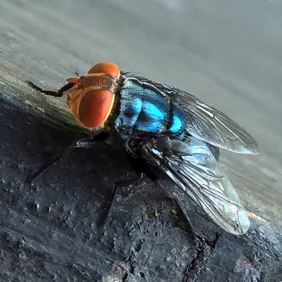 As flesh-eating parasites edge closer to the U.S., theories fly—is the real threat ecological or engineered?