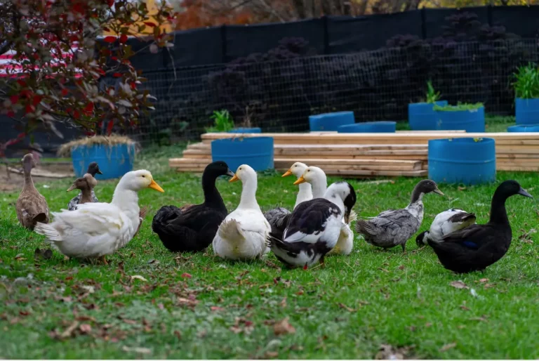 Supreme Court Declares No Right to Grow Food — Door Now Open for Farm Closures!”