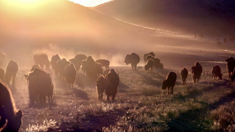 Buffalo Burgers, Big Skies, and Bison Truths: Behind the Scenes at Durham Ranch