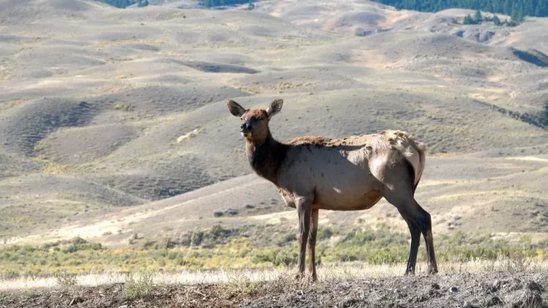 Tracks, Poop, and Freedom: Behind the Scenes in Yellowstone with the Native Film Crew