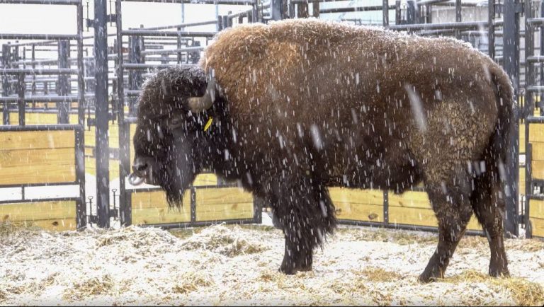 Bison, Bids, and a Big Debut: Behind the Scenes at the National Bison Association Conference