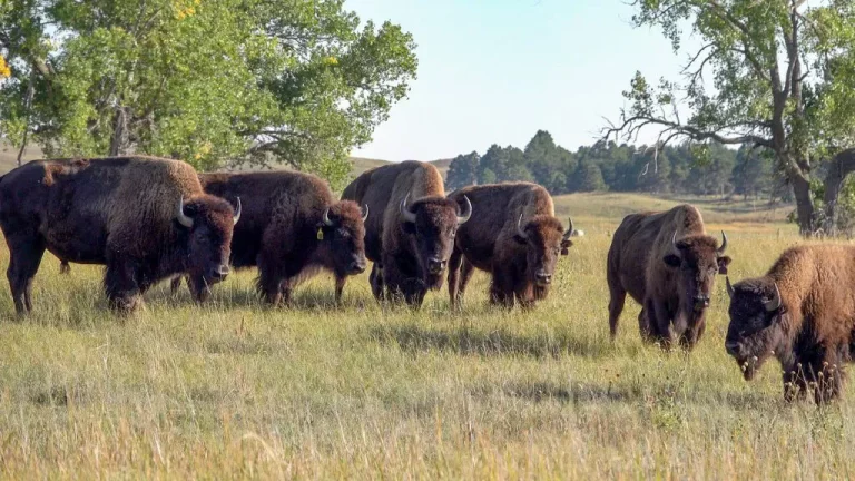 Restoring the Buffalo People: Food, Sovereignty, and the Power of Seven Generations
