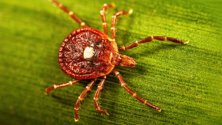 Bioethics Gone Rogue: The Plan to “Fix” Your Morals With a Tick Bite