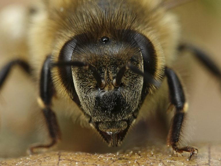 Something Is Seriously Wrong with the Bees—and It’s Not What You Think