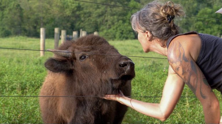 A Teepee, a Covered Wagon, and a Bison Named Banjo: Welcome to Cherokee Valley Bison Ranch