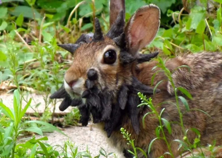 From Jackalope Myth to “Frankenbunnies”: What’s Really Going On With Colorado’s Horned Rabbits