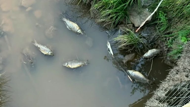 Five Mile Creek Spill: Saltwater Kills Cattle, Threatens Water Resources