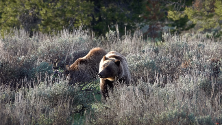 Coexistence in the High Country: Cattle and Grizzlies Can Share the Range