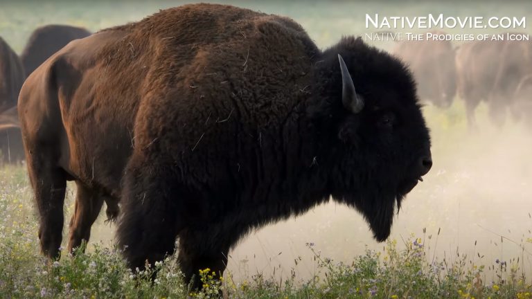 Inside “Native”: The Bison Renaissance Across North America