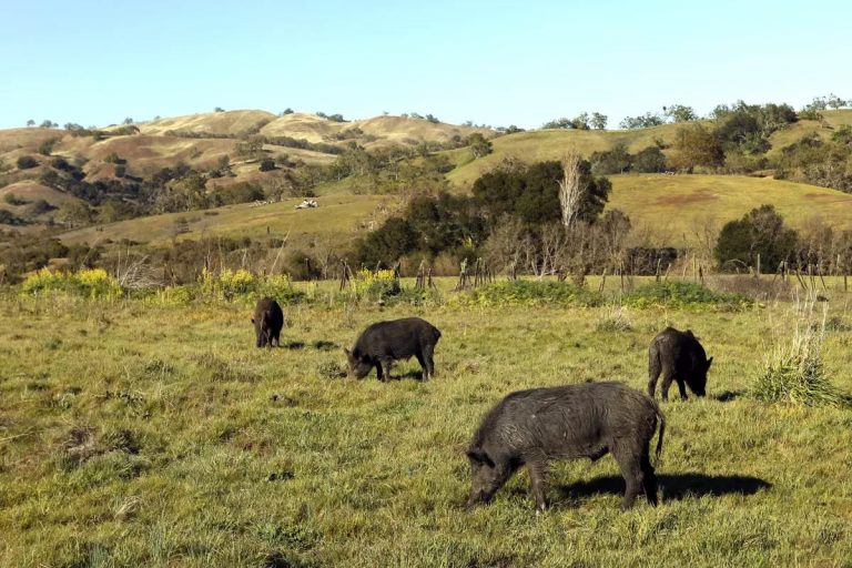 From Orchards to the Coast: How a Rat Rodeo in the Central Valley Turned Wild Pigs Blue