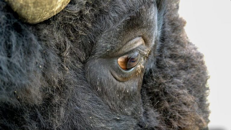 West Bijou Ranch: What Working Lands Conservation Actually Looks Like