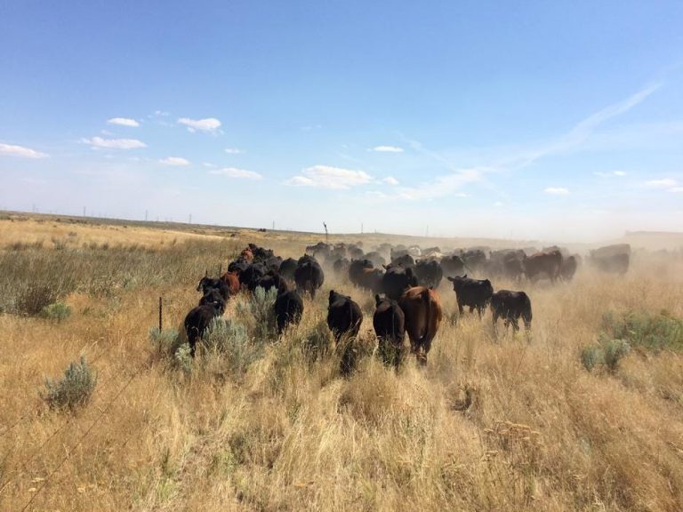 Ranch Under Siege: Inside the Case the State of Washington Never Expected to Answer For