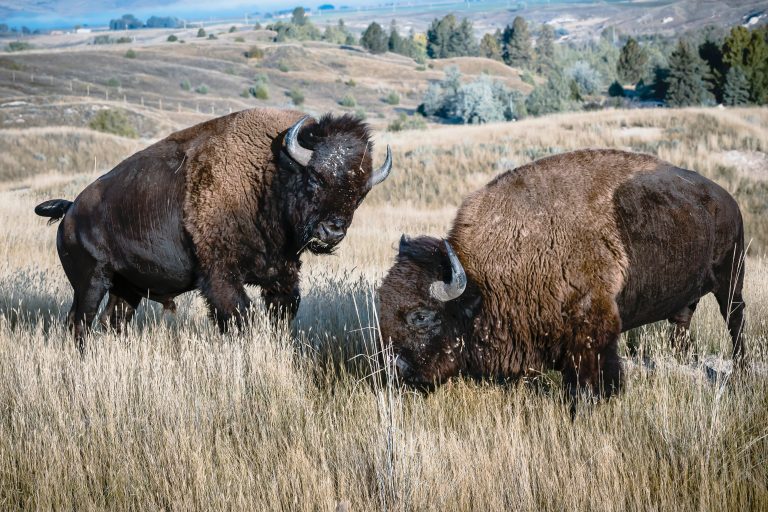 When the Bison Became the Headline: What the BLM–American Prairie Dispute Is Actually About