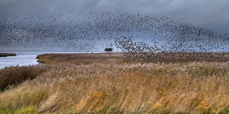 Bird Flu Spreads Coast to Coast: Half a Million Birds Culled in Wisconsin as States Warn Hunters and Farmers Alike