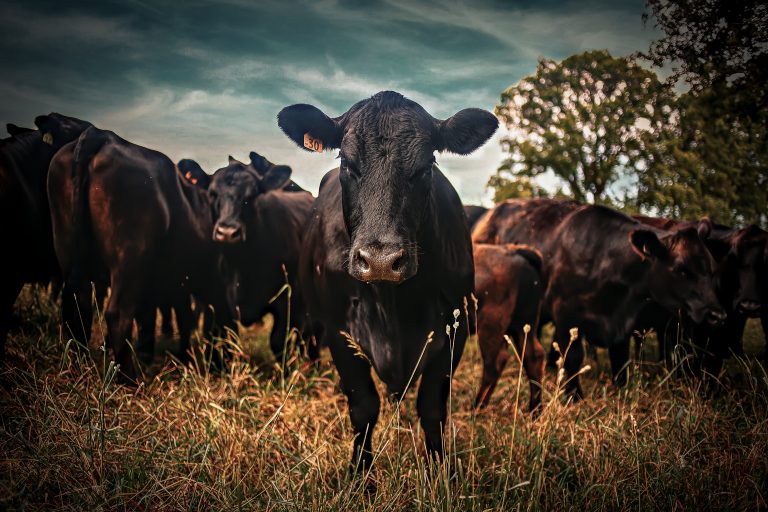 The Beef “Shortage” Is Real — And the Numbers Say It Gets Worse Before It Gets Better