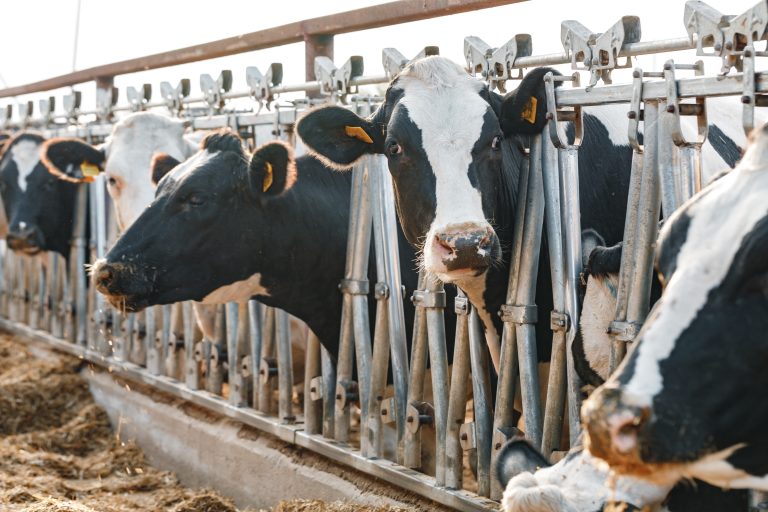 “‘Voluntary’—Or You Can’t Ship Milk: How ESG Enters the Dairy Barn”