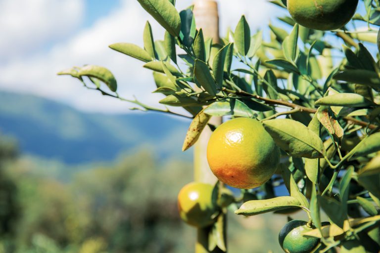 From Nursery to Backyard: When Quarantine Enforcement Crosses the Property Line