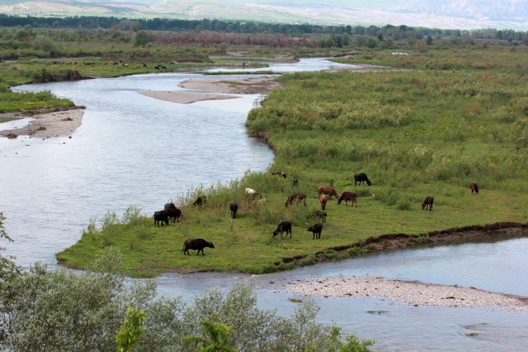 If the Goal Is Climate, Why Not Regeneration?