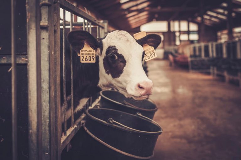 When Climate Mandates Turn Cows Into Test Subjects