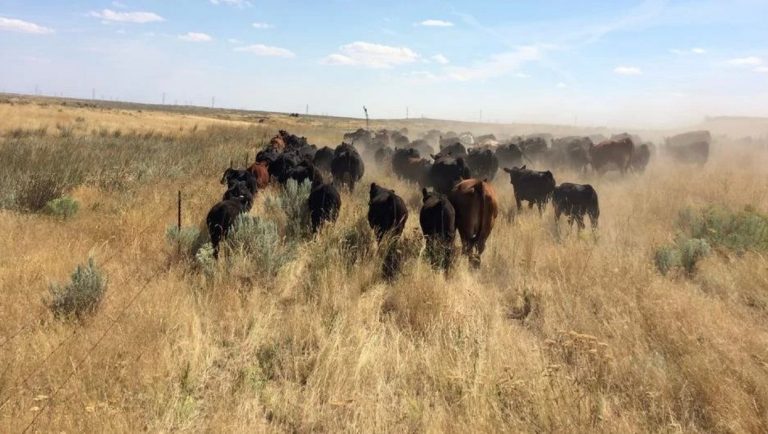 You Can’t Punish Us Here