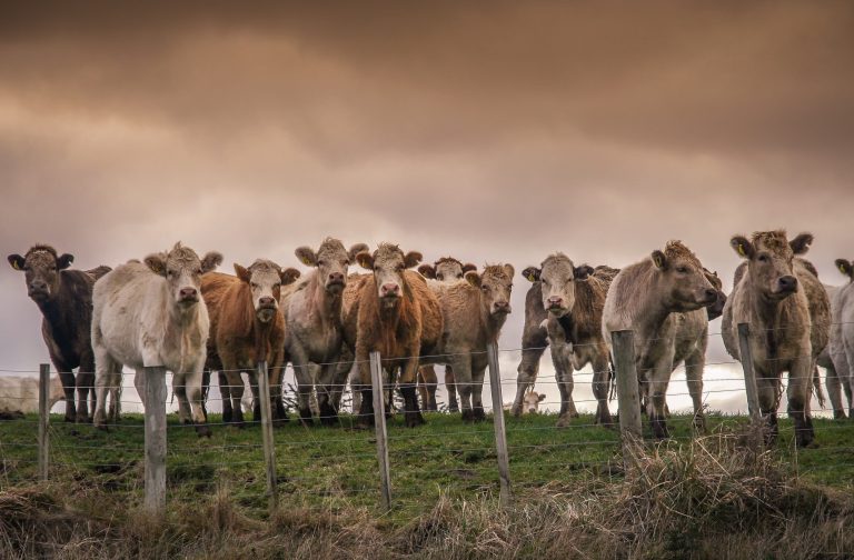 Beyond the USDA Beef Industry Plan: How Deregulation Could Solve America’s Beef Crisis