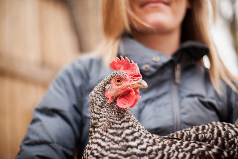 Let People Keep Their Chickens: Backyard Hens, Food Sovereignty, and the Overreach of Local Ordinances