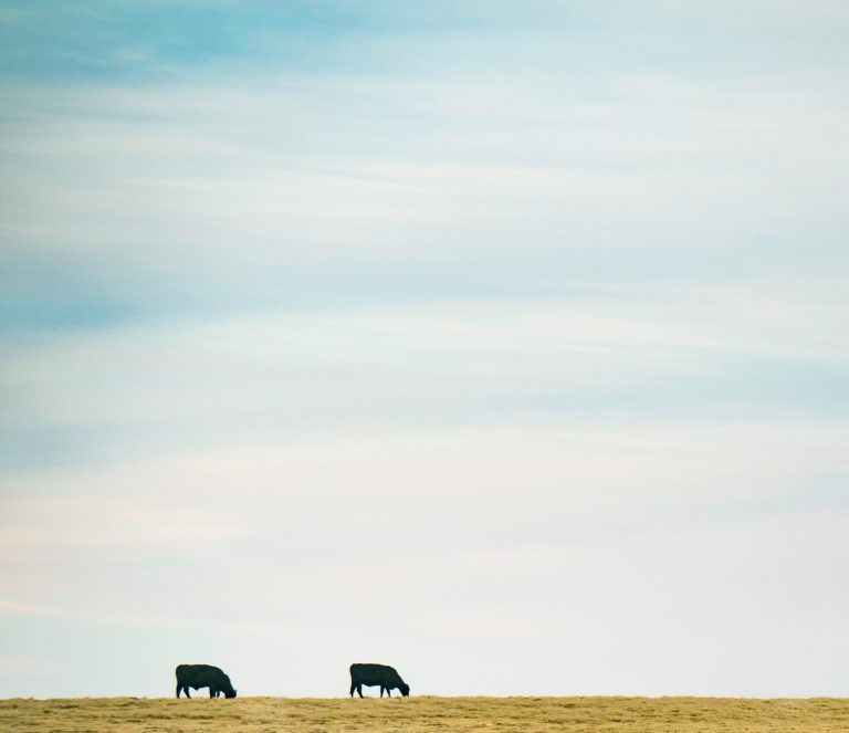 Cows, Grass, and the Future of the Plains: Why the USFS Has It Backward on Grazing