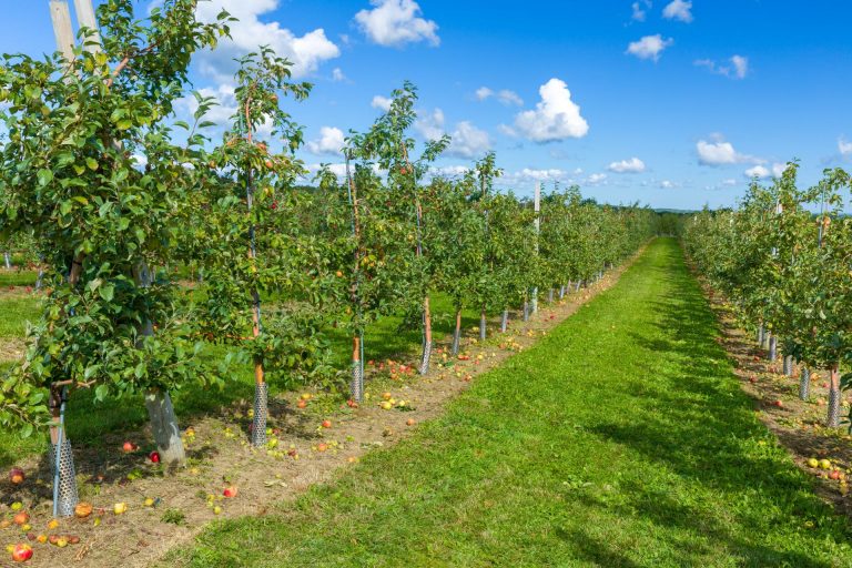 Sun Valley Orchards v. Department of Labor